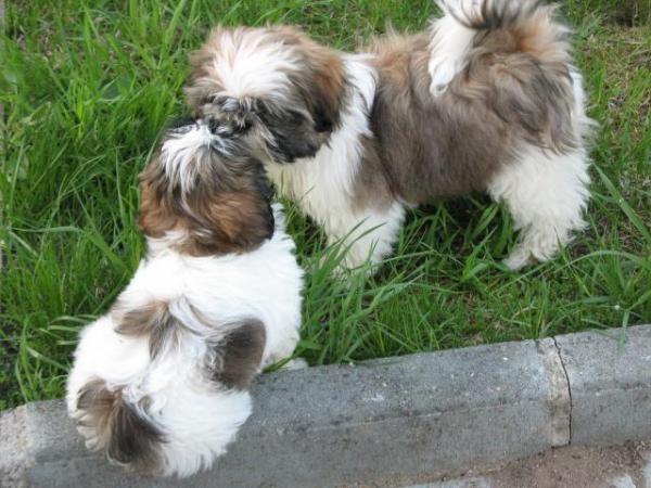 Photo and development of Shih Tzu puppies for months