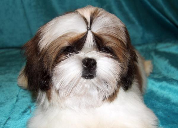 Photo and development of Shih Tzu puppies for months