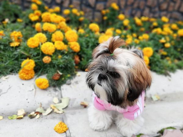 Photo and development of Shih Tzu puppies for months