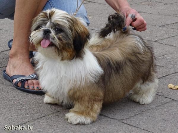 Photo and development of Shih Tzu puppies for months