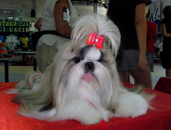 Photo and development of Shih Tzu puppies for months