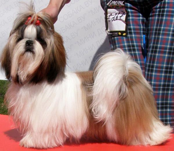 Photo and development of Shih Tzu puppies for months