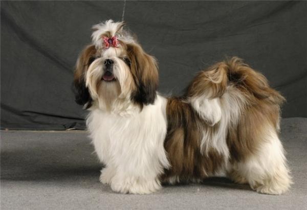 Photo and development of Shih Tzu puppies for months