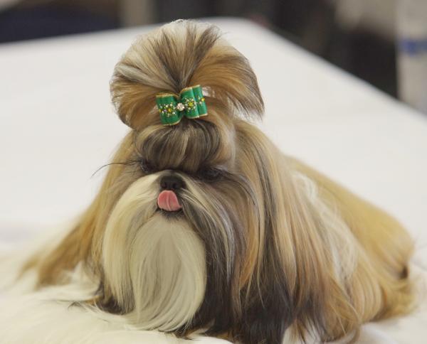 Photo and development of Shih Tzu puppies for months