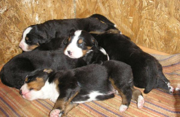 Photo and development of Sennenhund puppies from birth to of the year