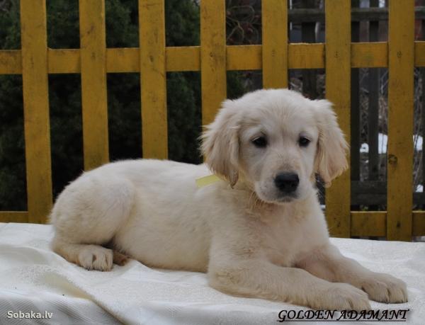 Photo and development of Golden Retriever puppies in one -12  month