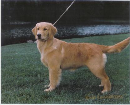 Photo and development of Golden Retriever puppies in one -12  month