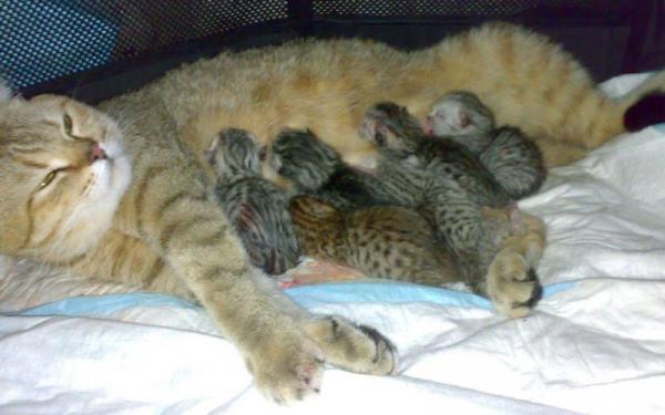 Photo and development of a Scottish kitten in 1 -12   month