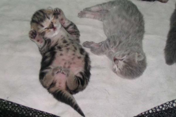 Photo and development of a Scottish kitten in 1 -12   month