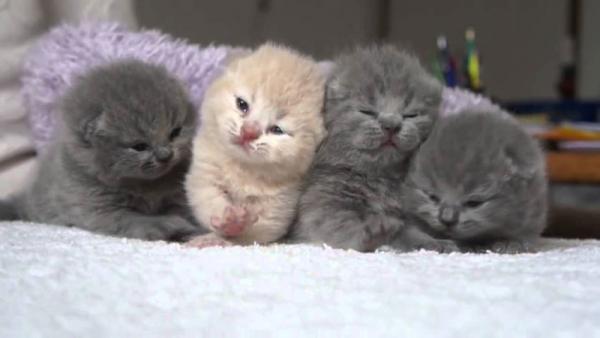 Photo and development of a Scottish kitten in 1 -12   month