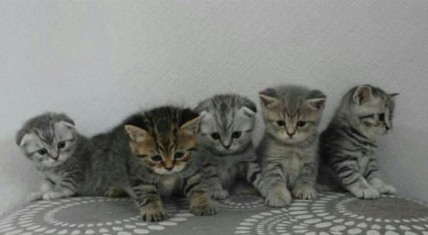 Photo and development of a Scottish kitten in 1 -12   month