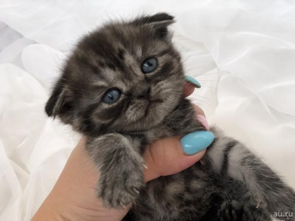 Photo and development of a Scottish kitten in 1 -12   month