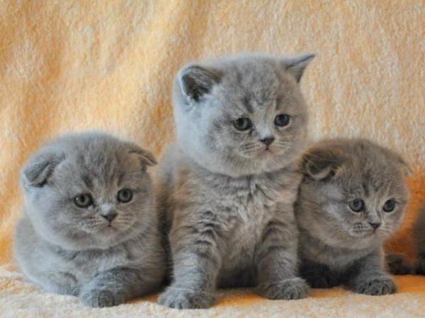 Photo and development of a Scottish kitten in 1 -12   month