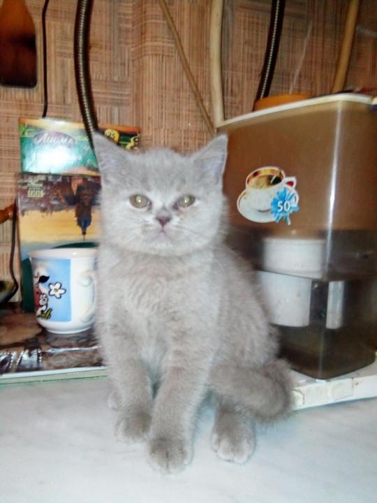 Photo and development of a Scottish kitten in 1 -12   month