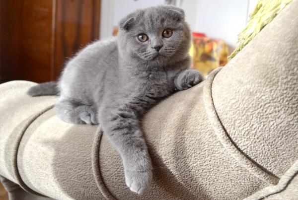 Photo and development of a Scottish kitten in 1 -12   month