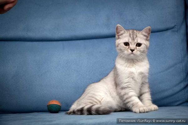 Photo and development of a Scottish kitten in 1 -12   month