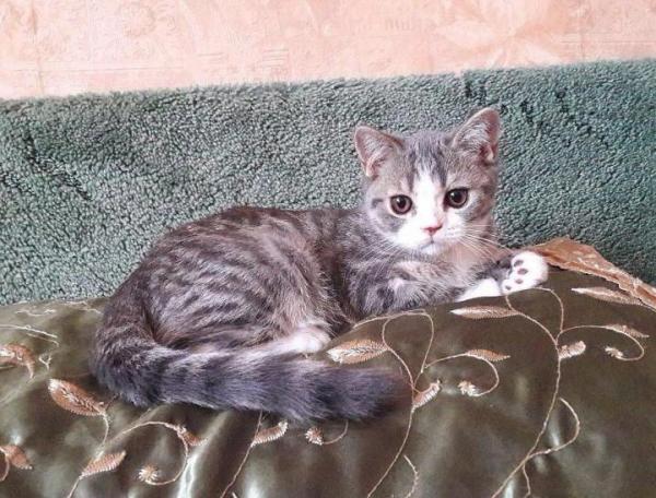 Photo and development of a Scottish kitten in 1 -12   month