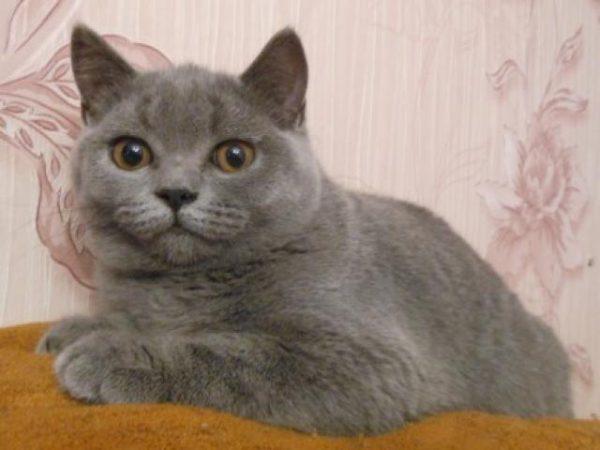 Photo and development of a Scottish kitten in 1 -12   month