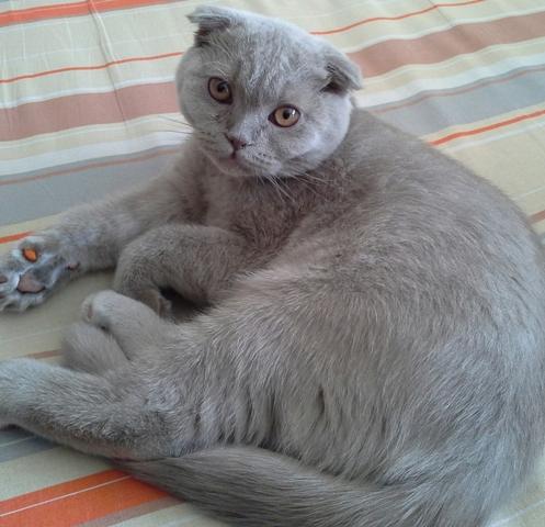 Photo and development of a Scottish kitten in 1 -12   month