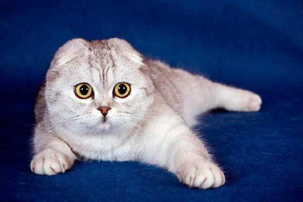 Photo and development of a Scottish kitten in 1 -12   month