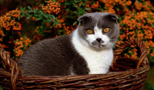 Photo and development of a Scottish kitten in 1 -12   month