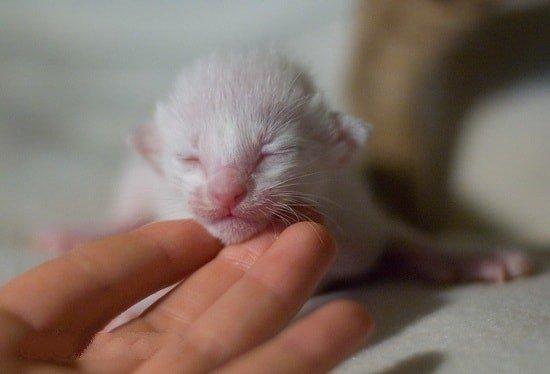 Photo and development of a Siamese kitten in 1 -6 month