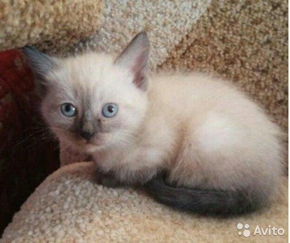 Photo and development of a Siamese kitten in 1 -6 month