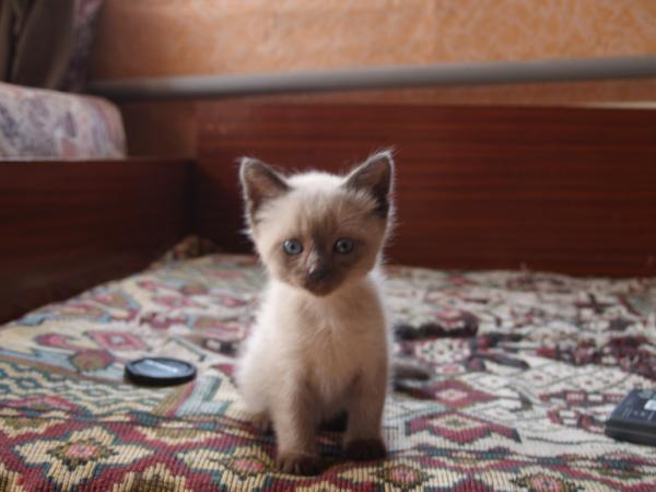 Photo and development of a Siamese kitten in 1 -6 month