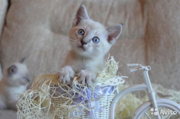 Photo and development of a Siamese kitten in 1 -6 month