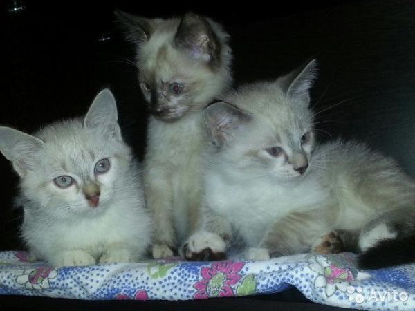Photo and development of a Siamese kitten in 1 -6 month