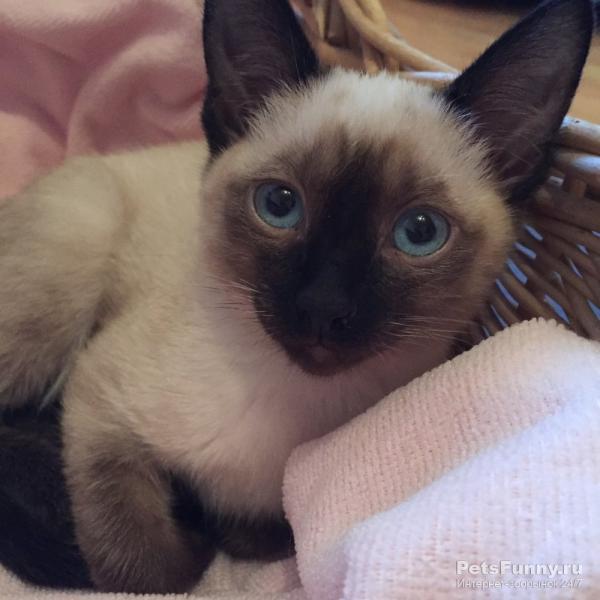 Photo and development of a Siamese kitten in 1 -6 month