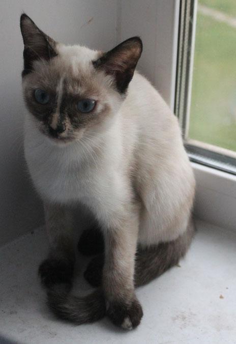 Photo and development of a Siamese kitten in 1 -6 month