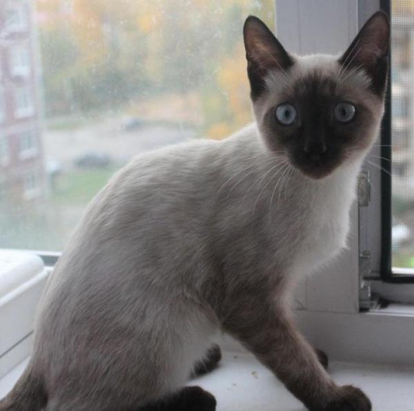 Photo and development of a Siamese kitten in 1 -6 month