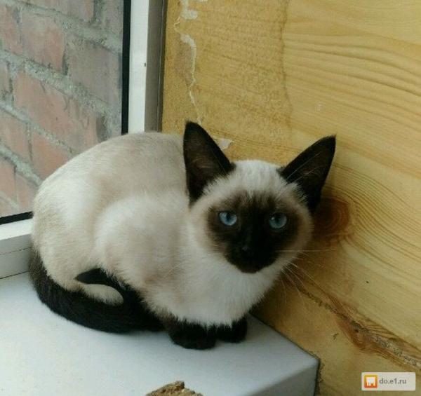 Photo and development of a Siamese kitten in 1 -6 month