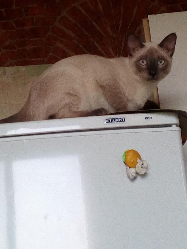 Photo and development of a Siamese kitten in 1 -6 month