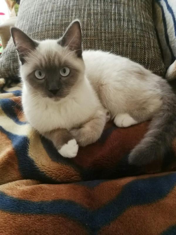 Photo and development of a Siamese kitten in 1 -6 month