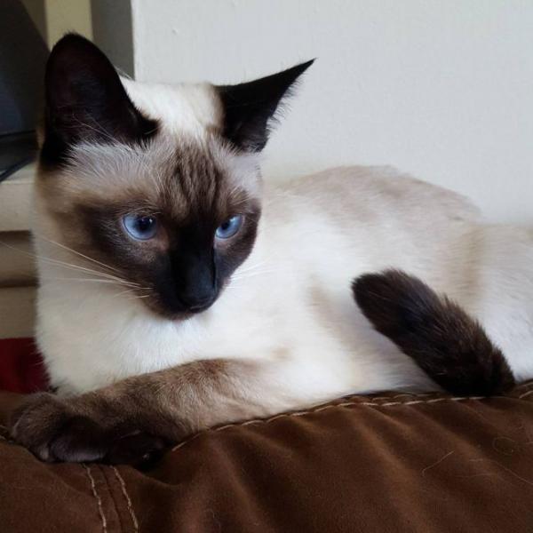 Photo and development of a Siamese kitten in 1 -6 month