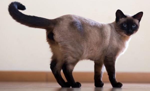 Photo and development of a Siamese kitten in 1 -6 month