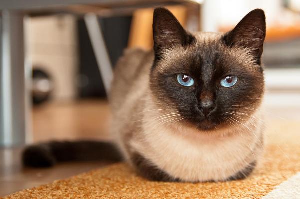 Photo and development of a Siamese kitten in 1 -6 month