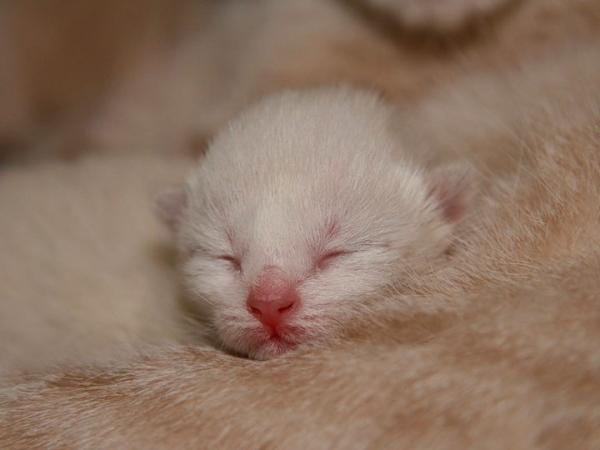 Photo and development of a Thai kitten from 1  to 6  month
