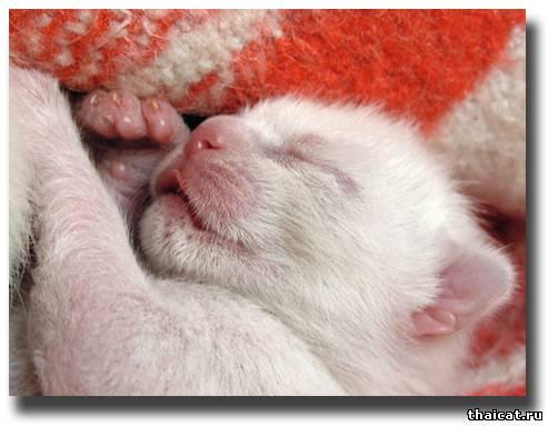 Photo and development of a Thai kitten from 1  to 6  month