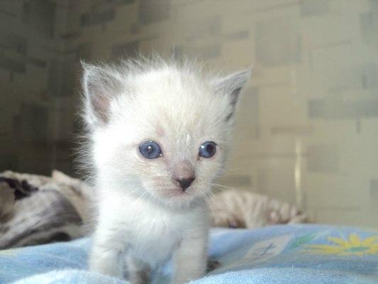 Photo and development of a Thai kitten from 1  to 6  month