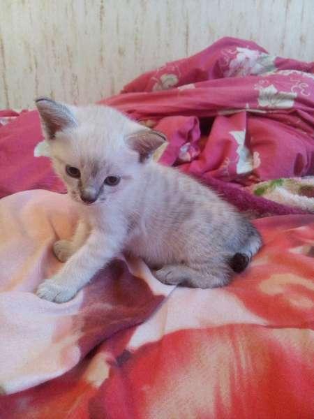 Photo and development of a Thai kitten from 1  to 6  month