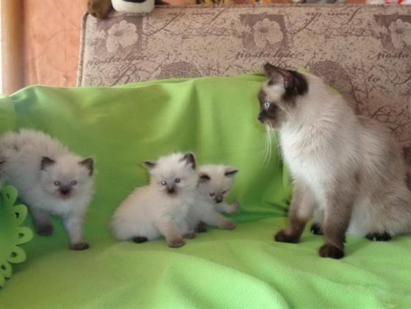 Photo and development of a Thai kitten from 1  to 6  month