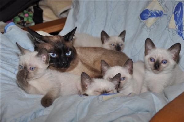 Photo and development of a Thai kitten from 1  to 6  month
