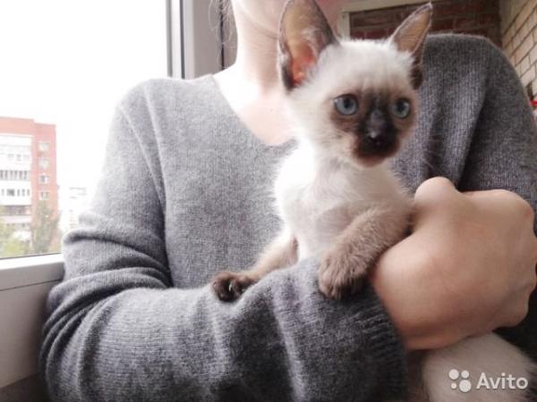 Photo and development of a Thai kitten from 1  to 6  month