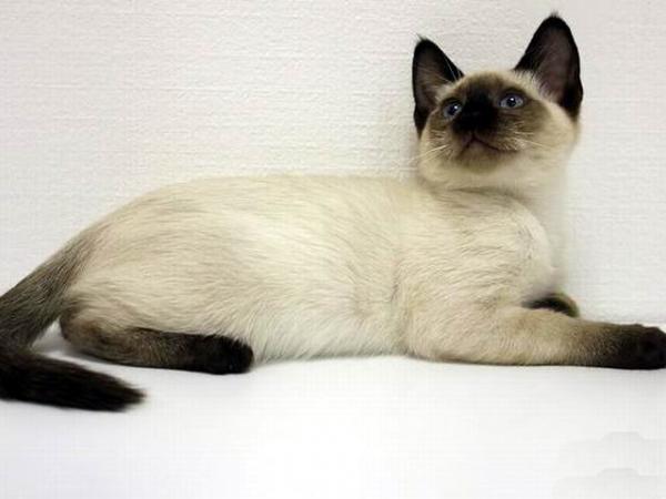 Photo and development of a Thai kitten from 1  to 6  month