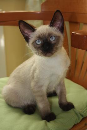 Photo and development of a Thai kitten from 1  to 6  month