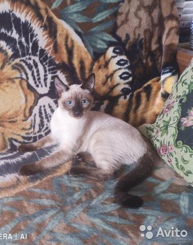 Photo and development of a Thai kitten from 1  to 6  month