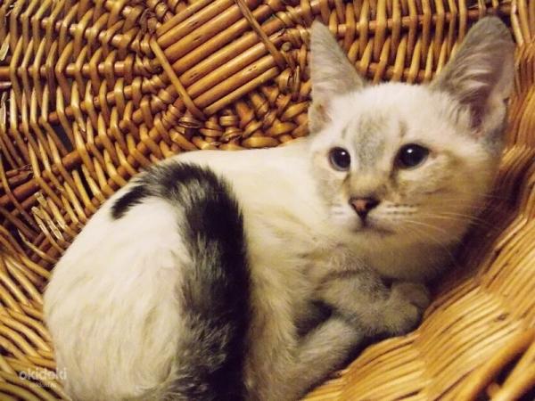 Photo and development of a Thai kitten from 1  to 6  month